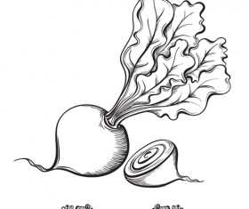 Hand drawn beetroot vegetables vector material