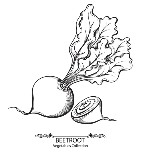 Hand drawn beetroot vegetables vector material