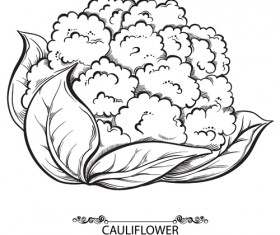 Hand drawn cauliflower vegetables vector material