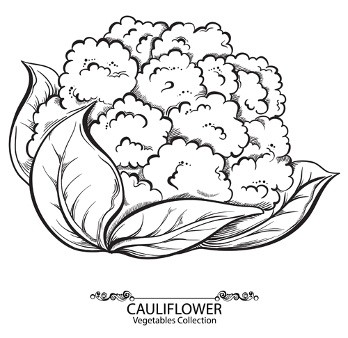 Hand drawn cauliflower vegetables vector material