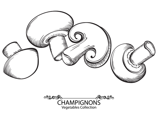 Hand drawn champignons vegetables vector material
