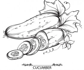 Hand drawn cucumber vegetables vector material
