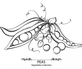 Hand drawn peas vegetables vector material