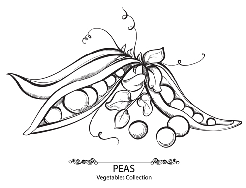 Hand drawn peas vegetables vector material