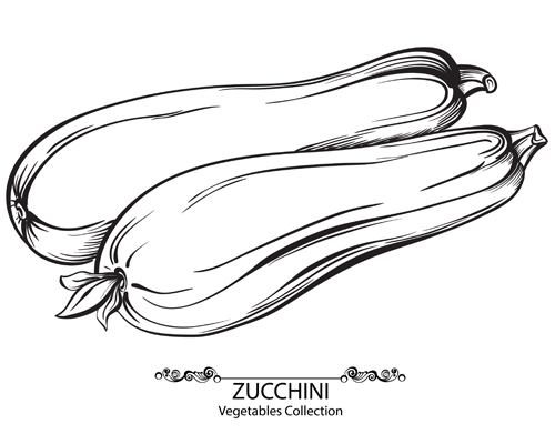 Hand drawn zucchini vegetables vector material