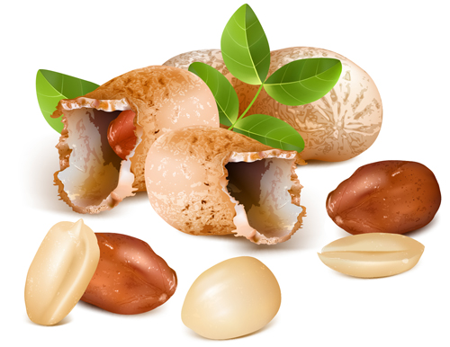 Shiny nuts design vectors 02