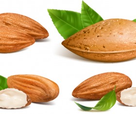 Shiny nuts design vectors 04