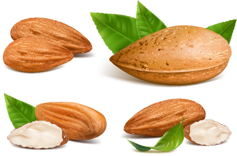 Shiny nuts design vectors 04