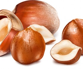 Shiny nuts design vectors 05