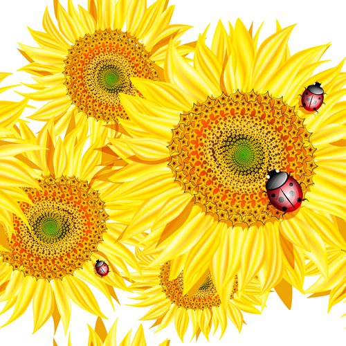 Sunflowers with Ladybird vector