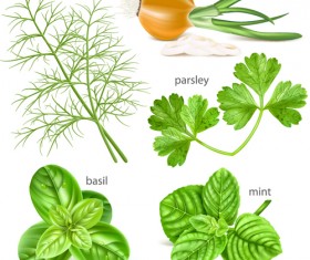 Various herbs vector material 01