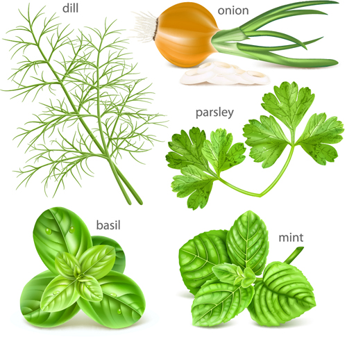 Various herbs vector material 01