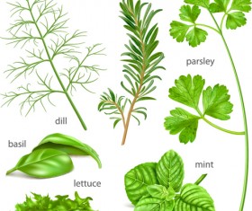 Various herbs vector material 02