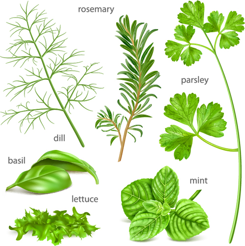 Various herbs vector material 02