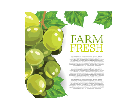 Vector farm fresh fruit background design 06