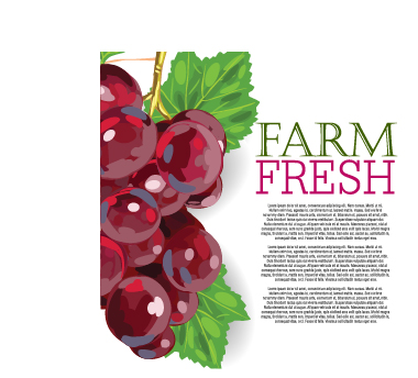 Vector farm fresh fruit background design 11