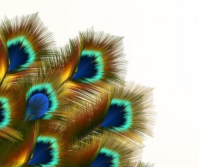 Beautiful peacock feathers background graphics 01