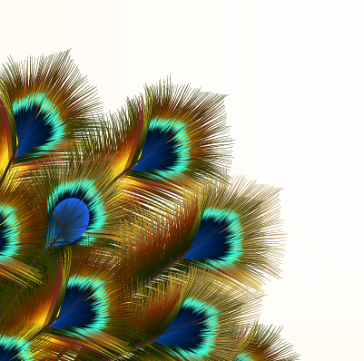 Beautiful peacock feathers background graphics 01