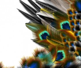 Beautiful peacock feathers background graphics 02