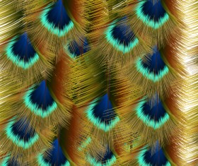 Beautiful peacock feathers background graphics 03