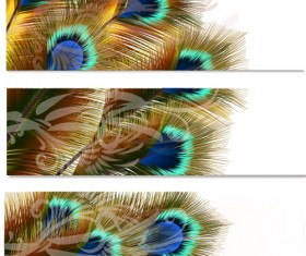 Beautiful peacock feathers vector banners