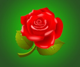 Beautiful red rose psd material