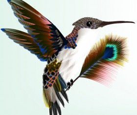 Bird with peacock feathers vector material