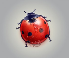 Cartoon Ladybug psd material