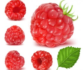 Juicy red berries design vectors