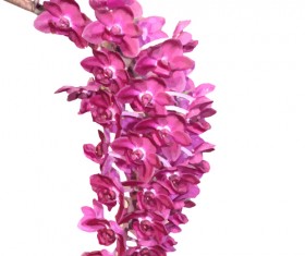 Pink flower branches vector