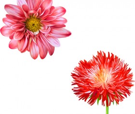 Realistic flowers beautiful vector set 02