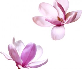 Realistic flowers beautiful vector set 04