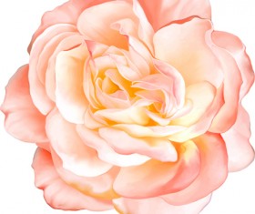 Realistic flowers beautiful vector set 05