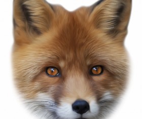 Realistic fox face design vector