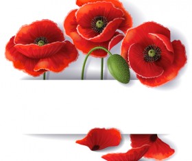 Red poppy with white background vector 01