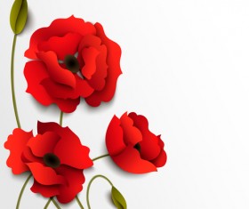 Red poppy with white background vector 02