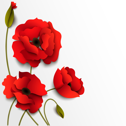 Red poppy with white background vector 02