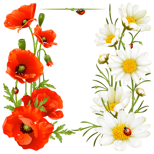 Red with white poppy vector background