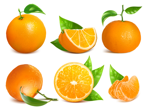 Ripe oranges and leaves vector