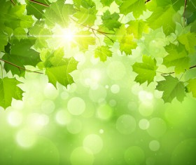 Spring sunlight with green leaves background vector 03