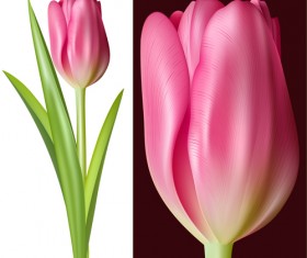 Tulip pink vector graphics
