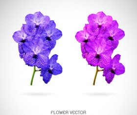 Two purple flowers vector graphics