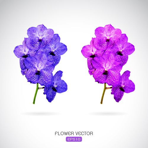 Two purple flowers vector graphics