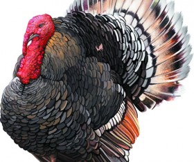 Vector set Realistic animal design material 02