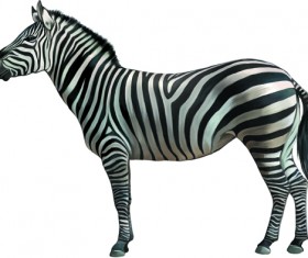 Vector set Realistic animal design material 11