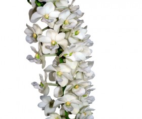 White flower branches vector