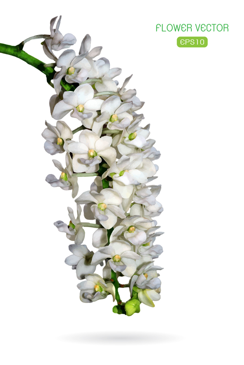 White flower branches vector