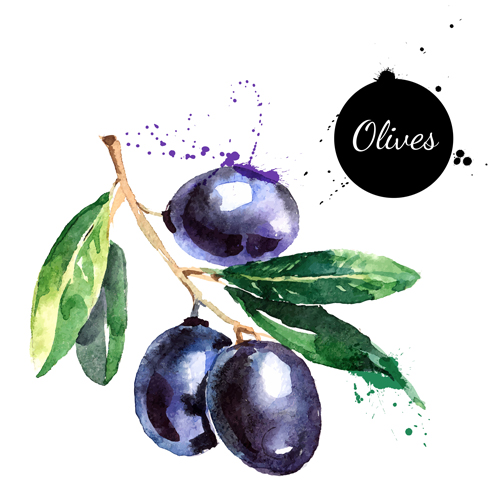 Creative olives watercolor vector design