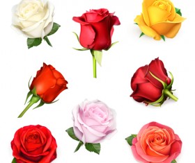 Different colored roses vectors material