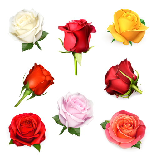 Different colored roses vectors material